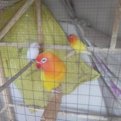 Love birds one pair and one female