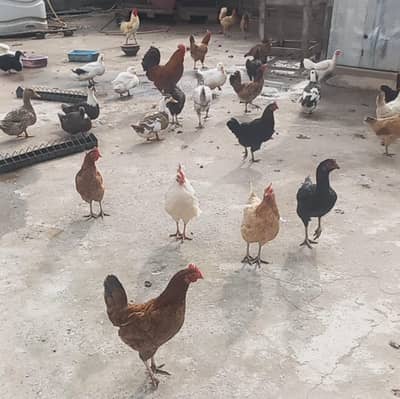 Hens for sale
