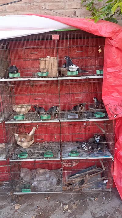 Iron and wooden cages