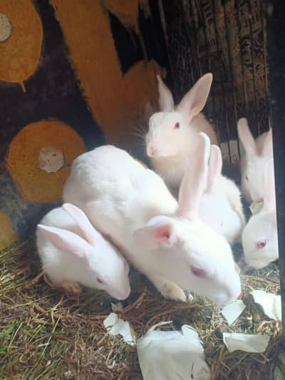 Red Eye's Rabbit  1xPair & 4x Rabbit kits