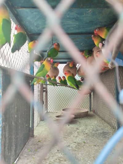 feshar colowni for sell all