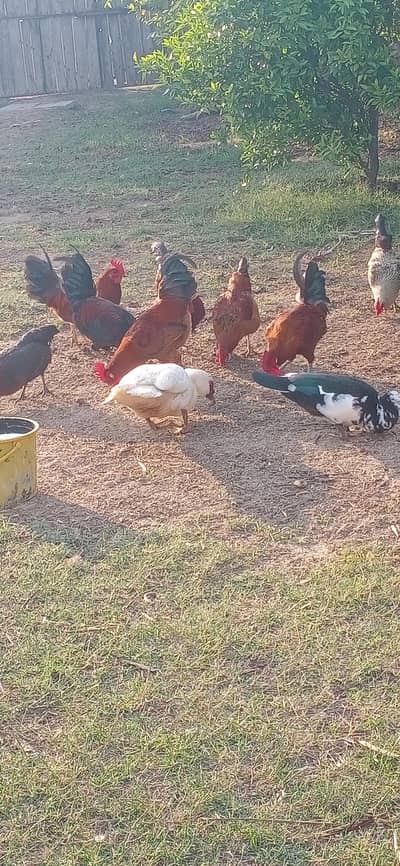 mishri golden murga sale