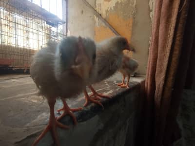 3 beautiful baby chicks