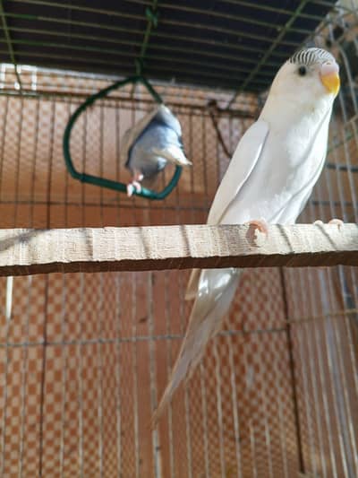 Australian parrot patte