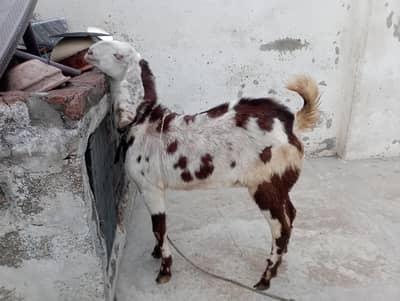 Bakra
