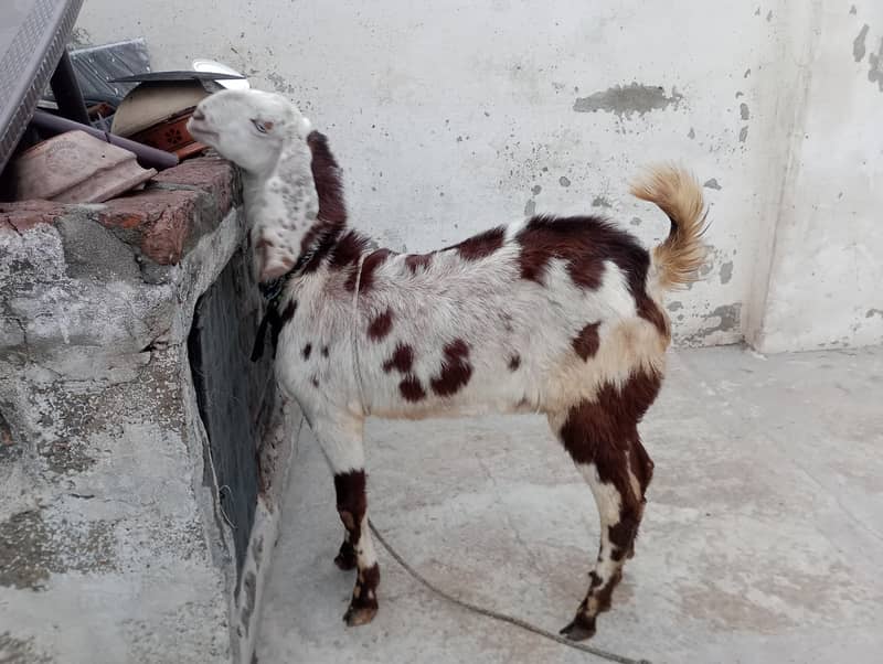 Bakra 0