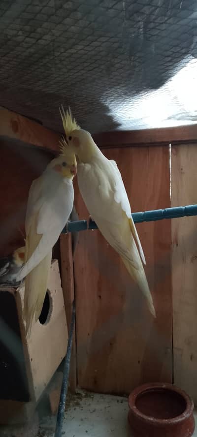 cocktail common white red eyes