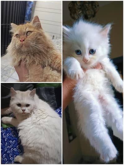 withe cat blue eye and ginger color