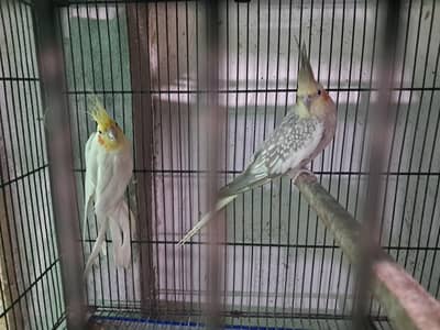 Cocktail Pair common white male peral female