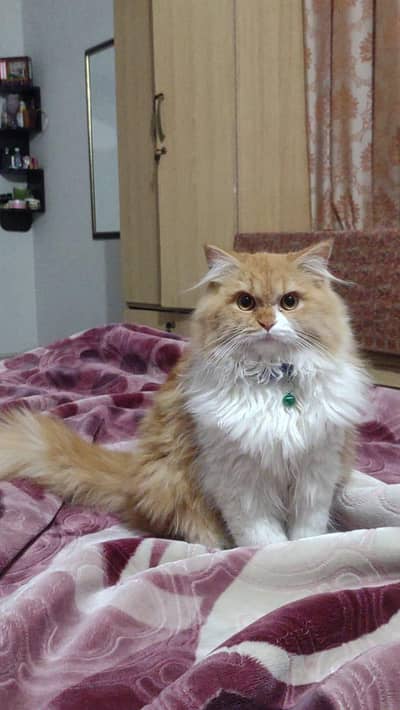 Triple coated persian cat