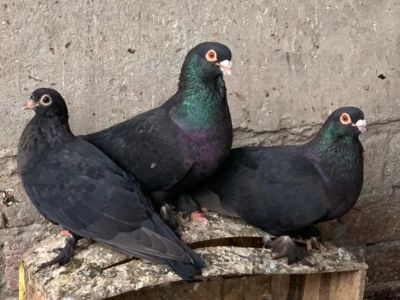 Lakkay & Black zaakh lakey — photo 2