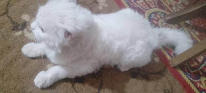 long coat male cat full active