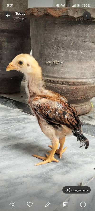 Aseel chucha what's up numb 03148042268