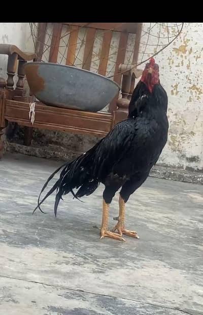 quality Mushka forsale