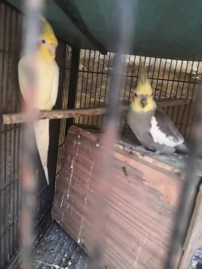 cocktail and Australian parrot