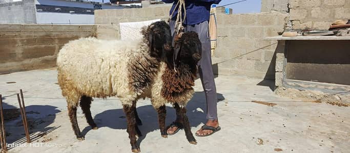 ghr ke pale hua dumbe for sele