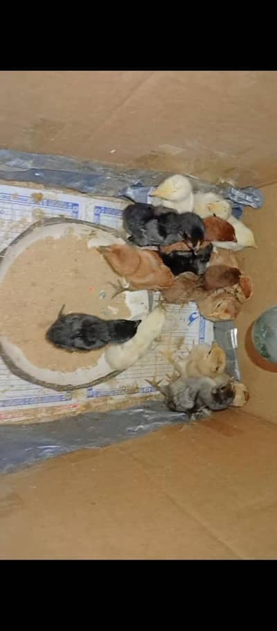 Thai Burmi Chick's Available