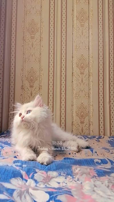 Persian kitten