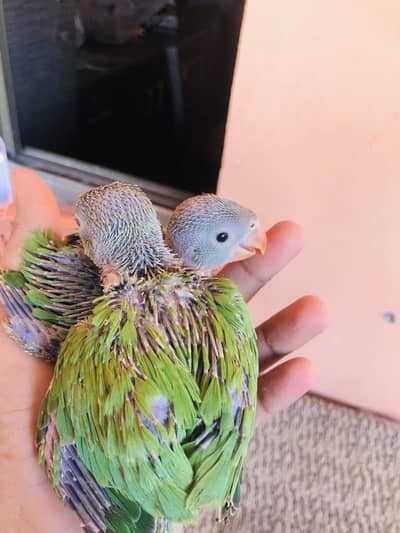 Green Ringnecks and creamino chick available home bread