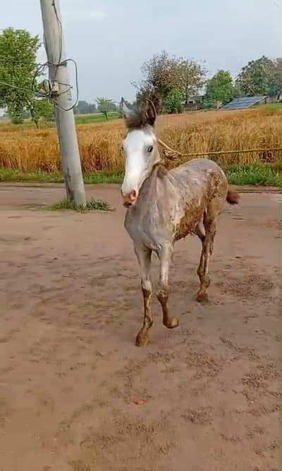 Pure Desi horse