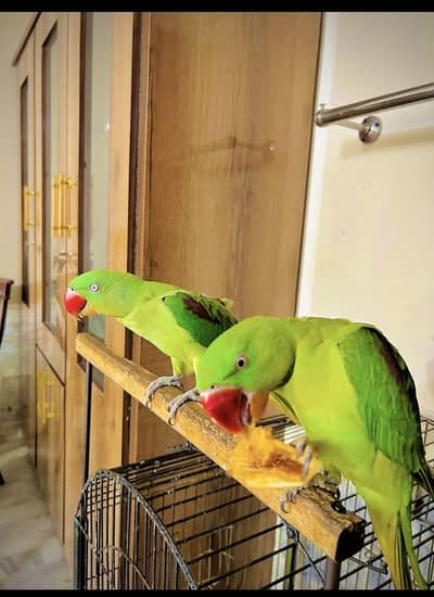 Young Parrot for Sale – Fresh & Energetic (Handtame both)