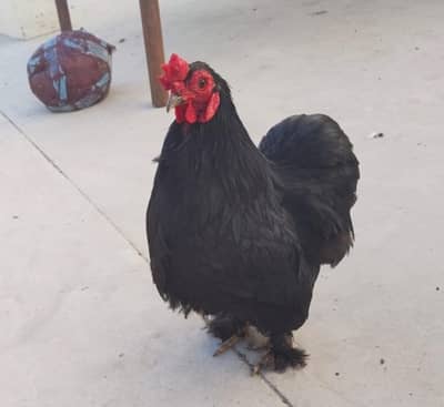 bantum 3 female 1 male