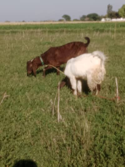 faisl adi betal bakre bare