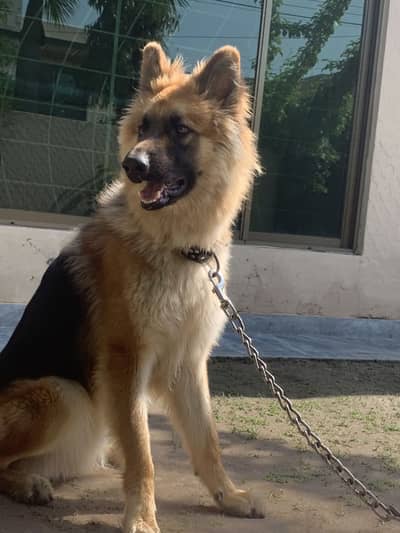 11 Months German shepherd Male For Sale