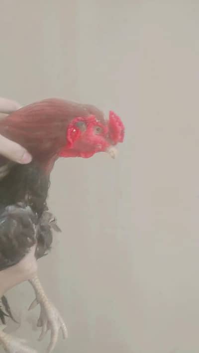 murga apke samne hai photo me breed kii hisab se bhut acha hai