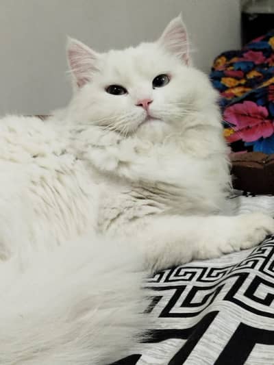 Beautiful Persian female cat available for sale