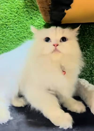 Cat Persian Persian kittens Blue eyes long hair 03/40\58/786\97