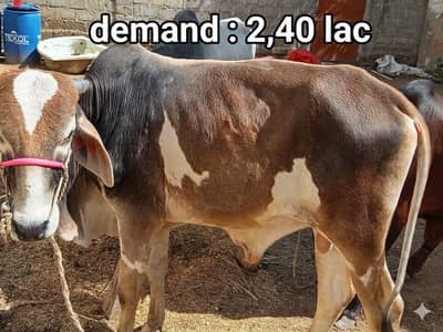 Cows available for sale