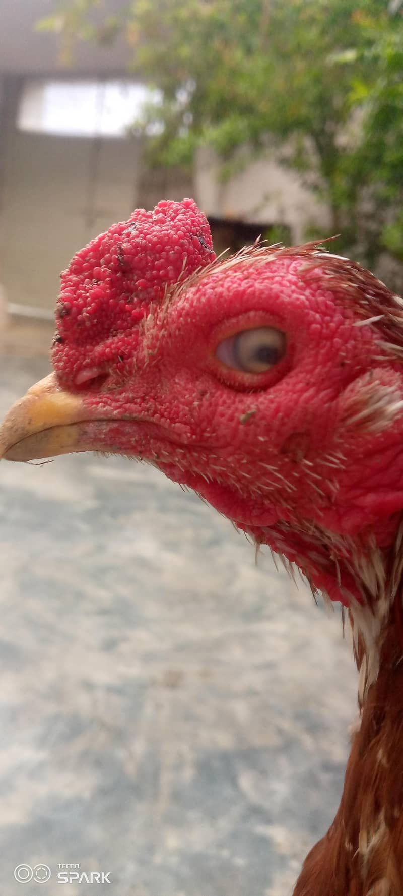 ایک بار میدان سے کٹا ہوا مرگا ایک آنک سے ڈیڈوہ 0