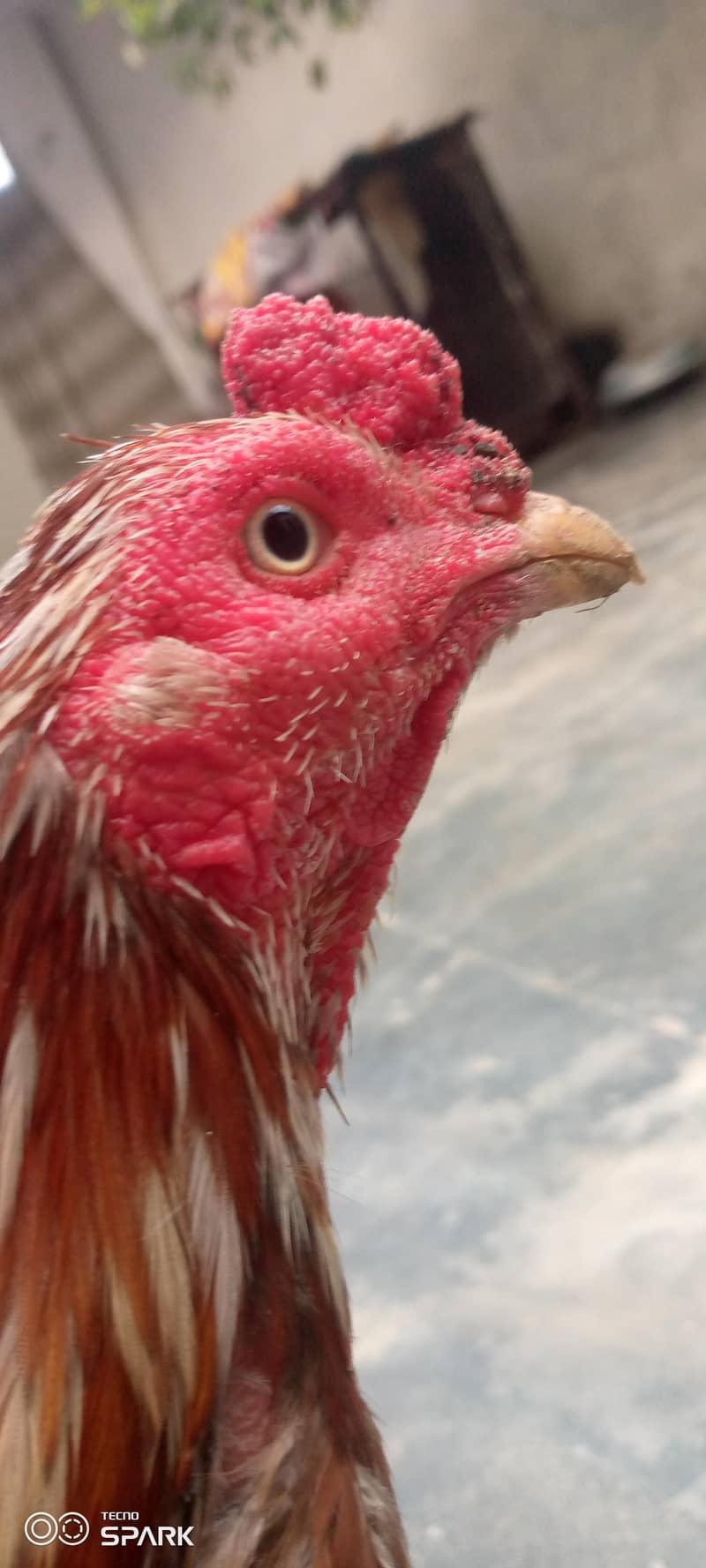 ایک بار میدان سے کٹا ہوا مرگا ایک آنک سے ڈیڈوہ 2