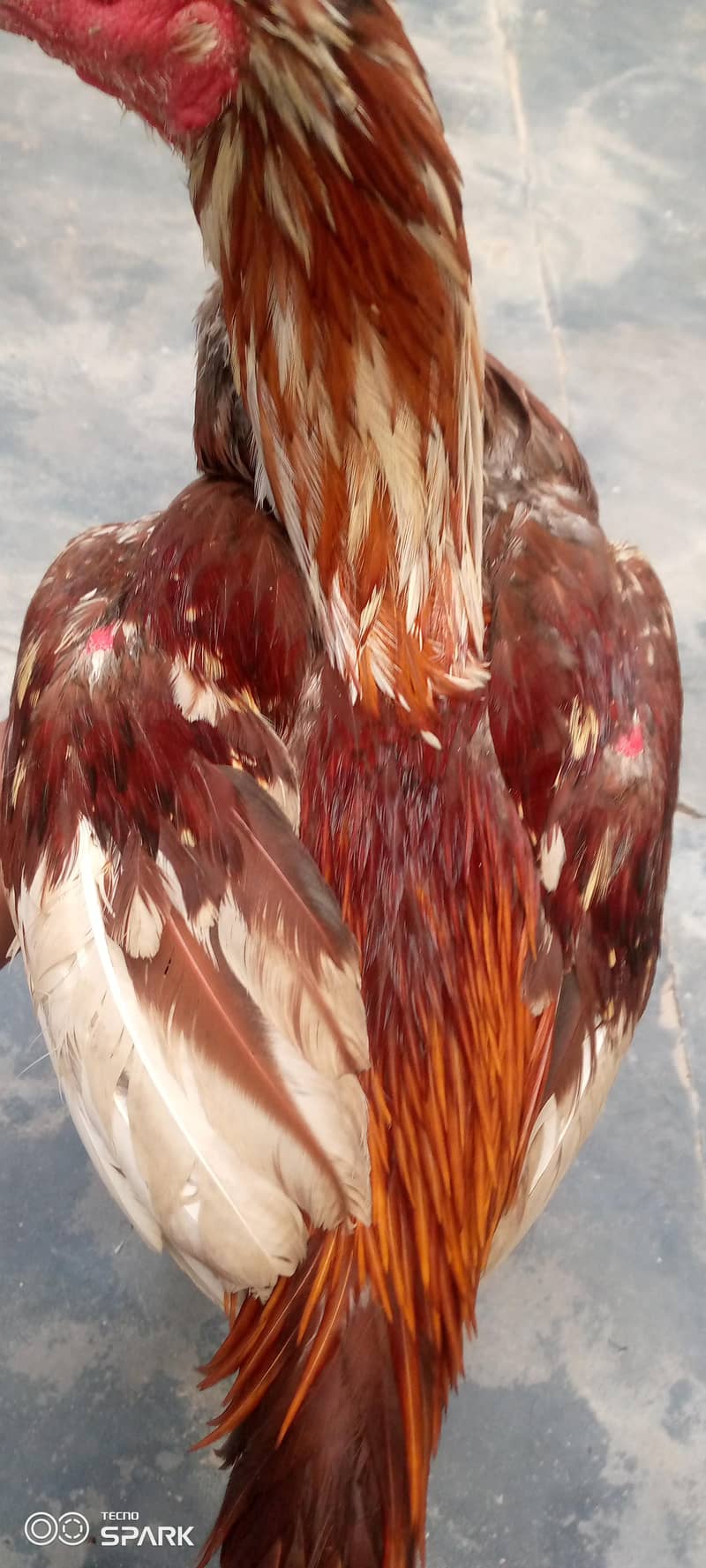 ایک بار میدان سے کٹا ہوا مرگا ایک آنک سے ڈیڈوہ 3