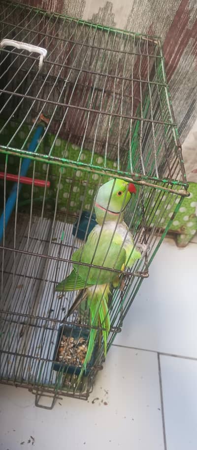 Green Ringneck Talking Parrot