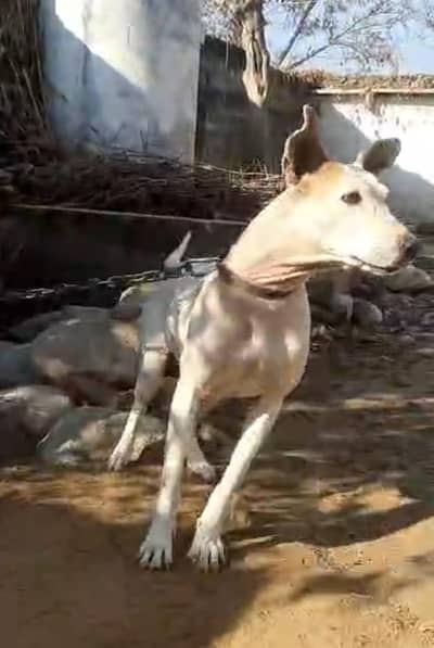 kohathi gulter 0/3/0/4/5/9/9/0/9/4/5. . .