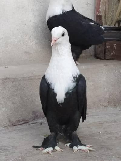 Karbalai Pigeon