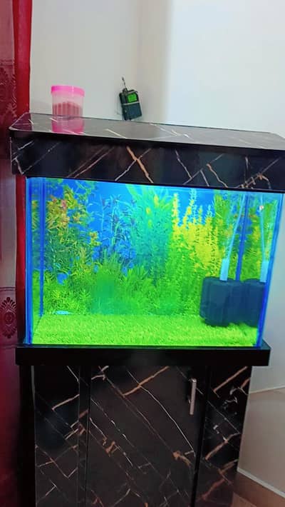 Fish Aquarium