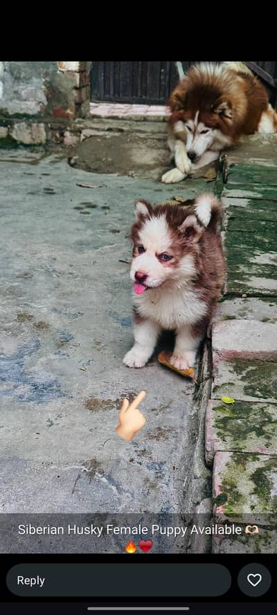 Siberian husky puppies