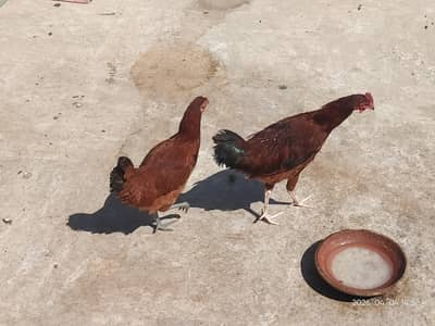 aseel pair with 2 chicks and one pair normal