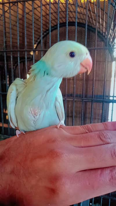 rainbow ringneck near self 03156376925