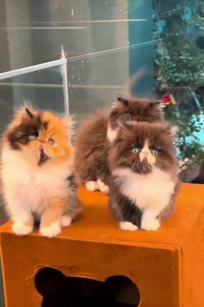 Cat Persian Persian kittens Blue eyes long hair 03/40\58/786\97