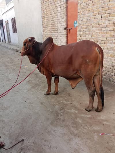 ساہیوال کا بچھڑا قربانی 2026 کے لیے