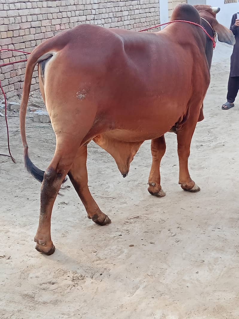 ساہیوال کا بچھڑا قربانی 2026 کے لیے 1