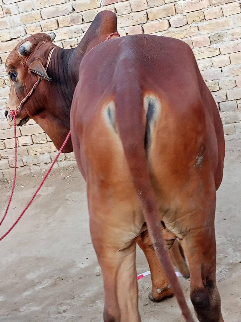 ساہیوال کا بچھڑا قربانی 2026 کے لیے 2