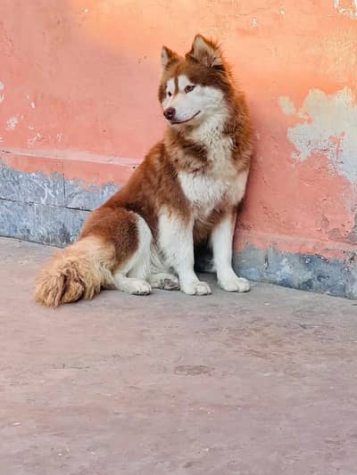 SIBERIAN HUSKY FEMALE/ DOG/SIBERIAN HUSKY IMPORTED DOG