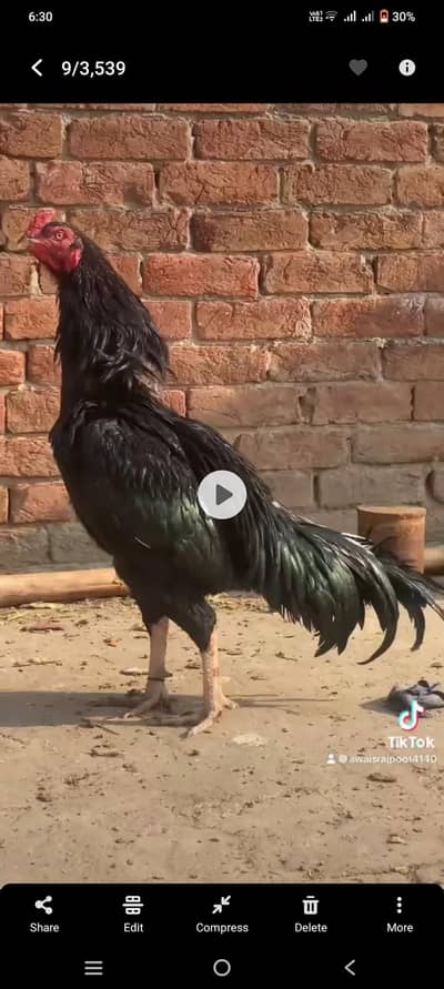 Aseel mushka high quality breeder