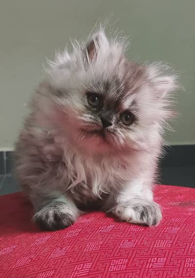 Persian kittens | triple coat | blue eyes | punch face kittnes for sal