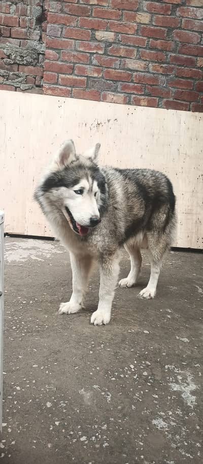 SIBERIAN HUSKY  MALE  / DOG/USED ONLY STUD /  IMPORTED DOG  ONLY STUD